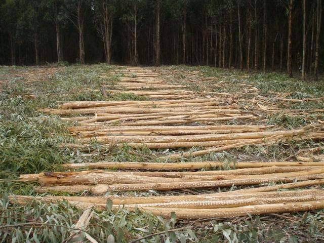 BLUE GUM HARVEST 026 (Small)