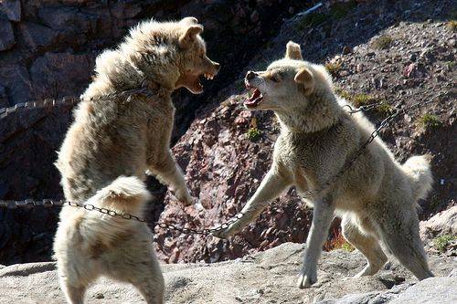 338880503 9592d1da4d