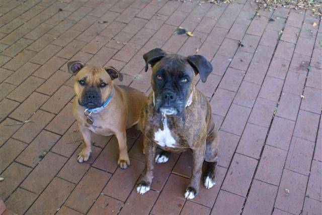 the girls by suz (Small)