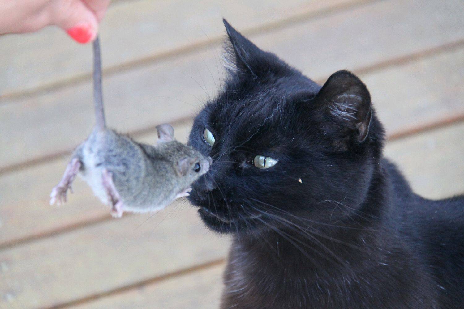 betty and mouse