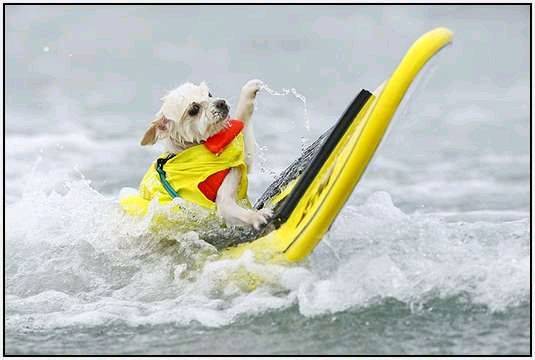Surf-Dog-Surf-A-Thon-2