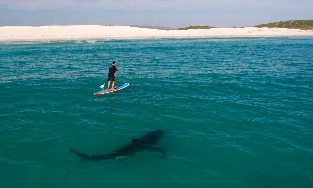 050411genshark1 16plqcq-16plqcs