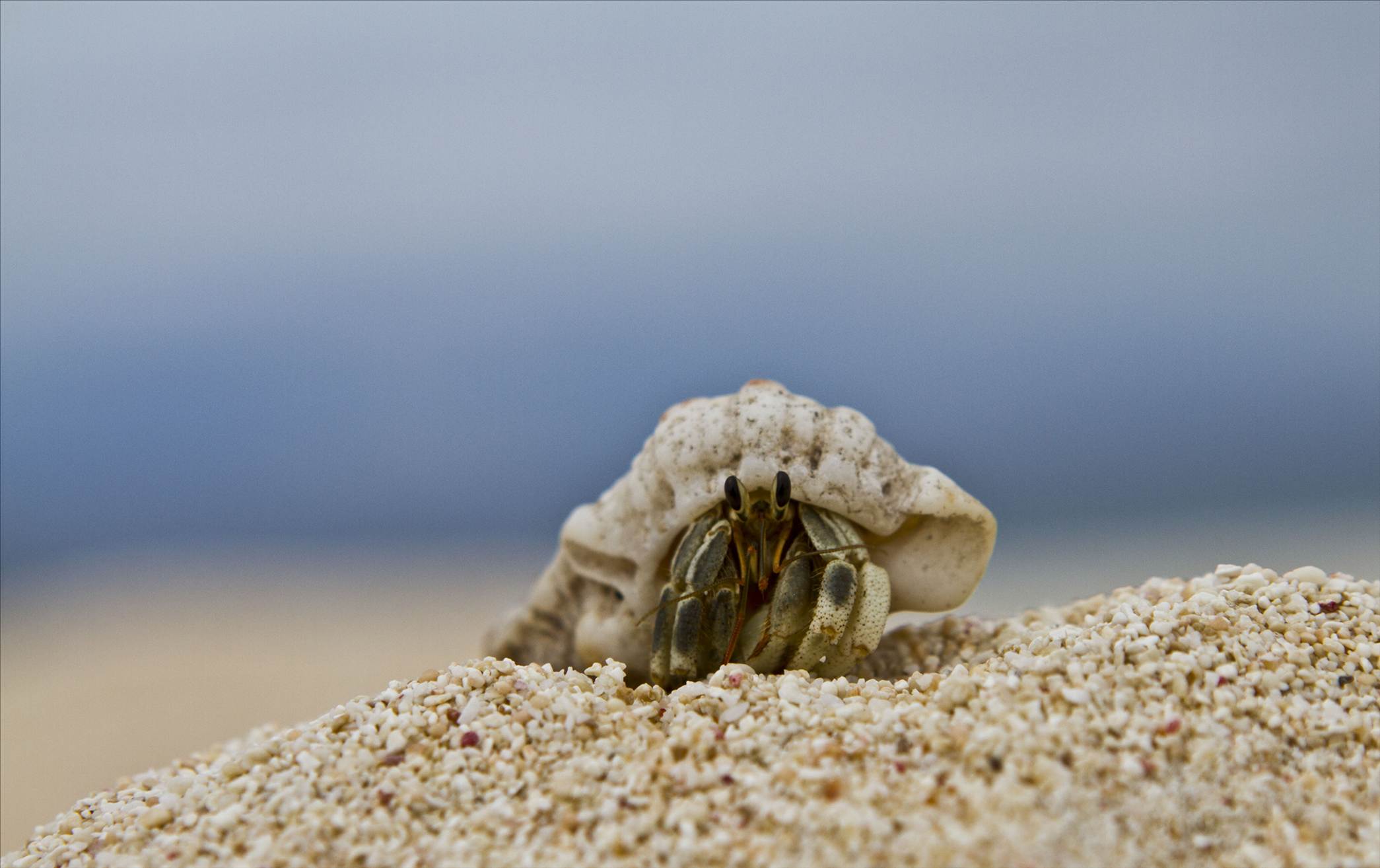 58. Hermit Crab