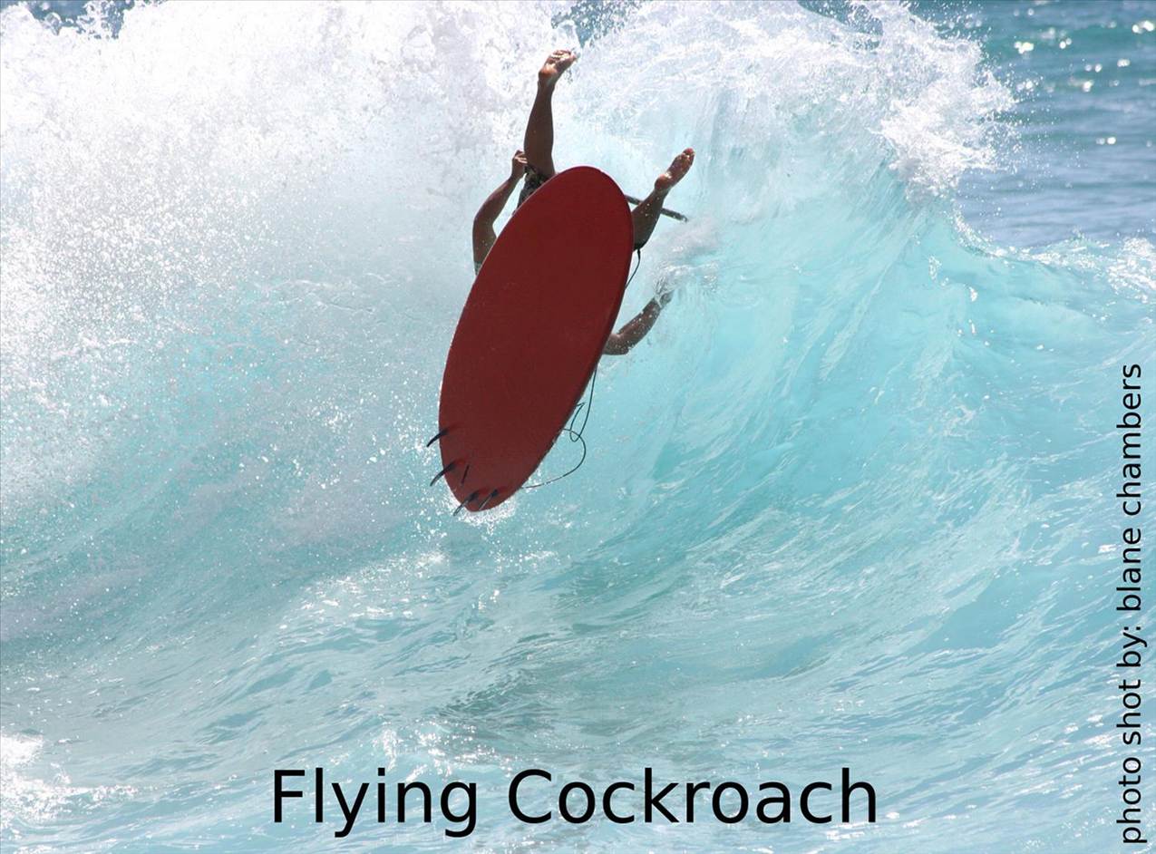 Flyng cockroach!