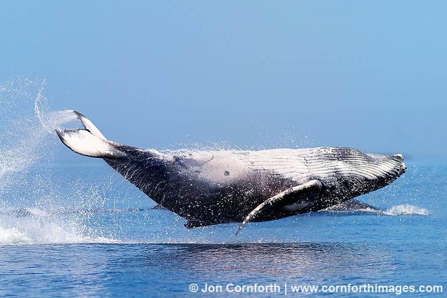 559710 10151471933559653 628809371 n