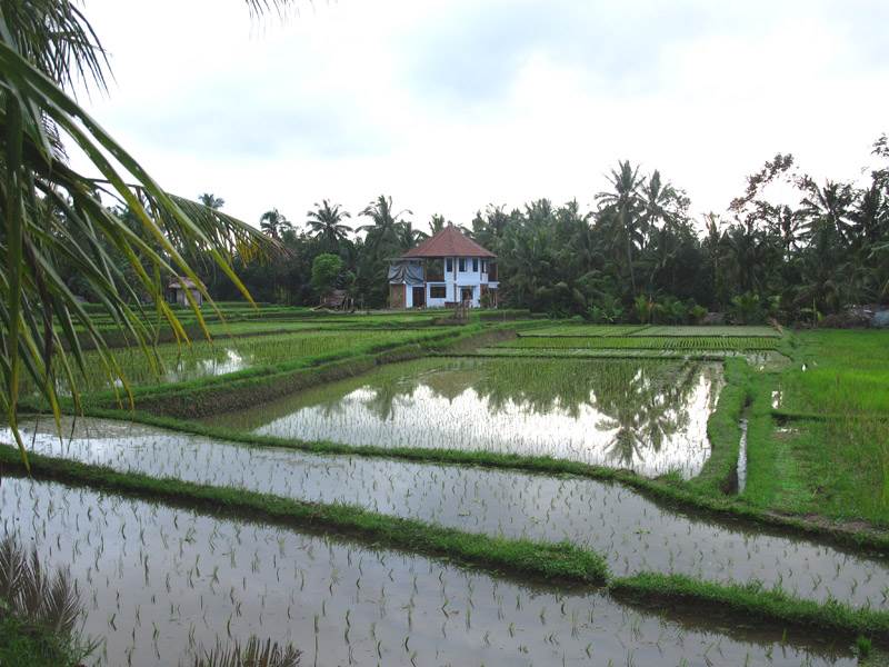 Ubud Rice Padi's 800