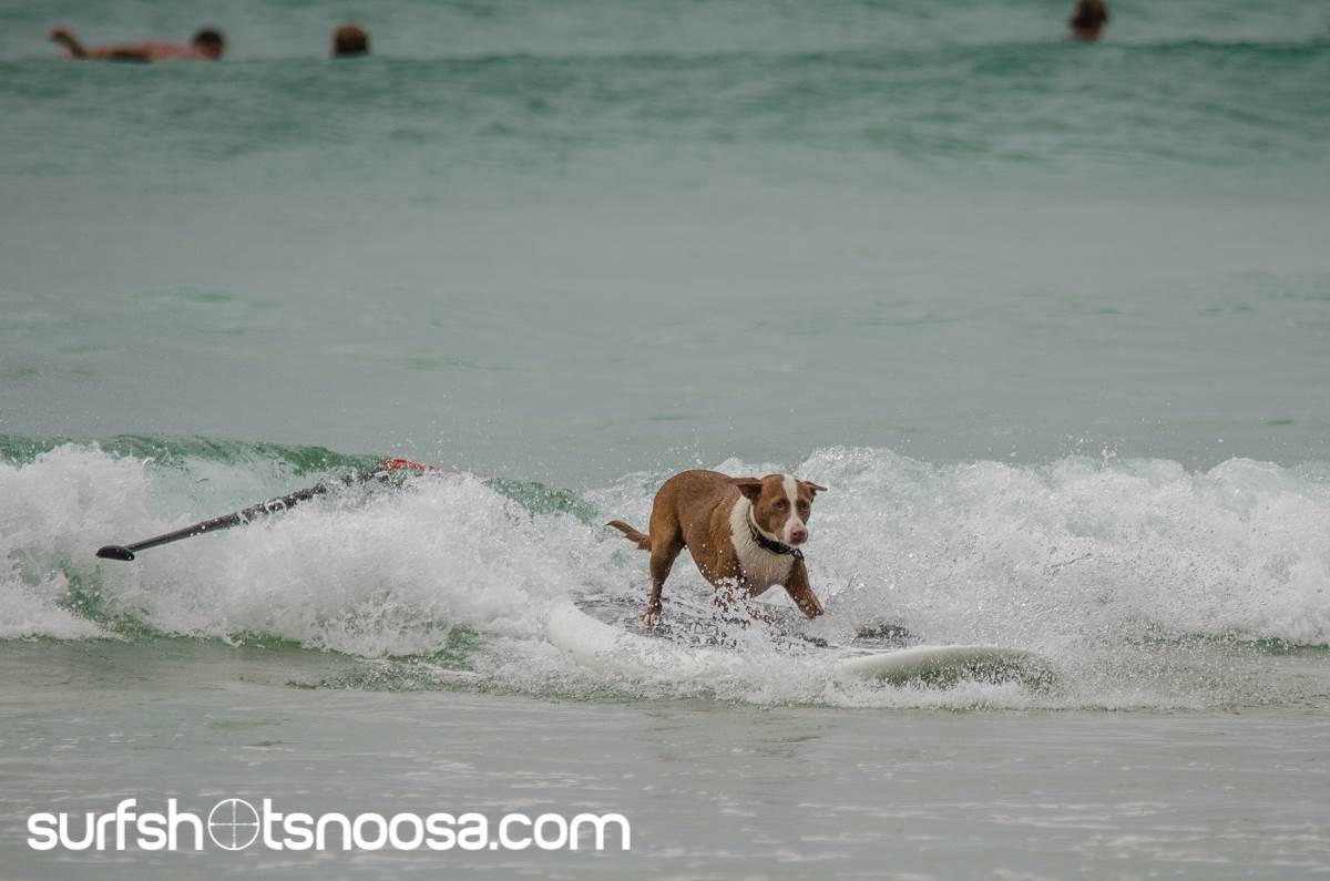 Dog Surfing-3