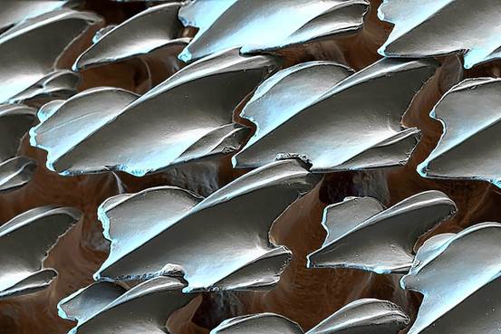 Shark Skin