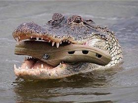 croc