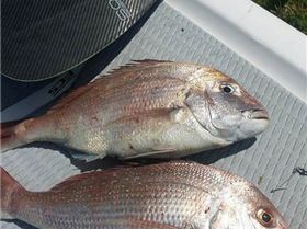 73016400 402955327251017 2197909665021427712 n