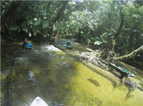 Whitewater SUP Mossman River