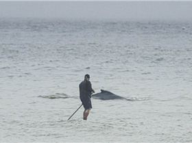 Stand Up Paddle