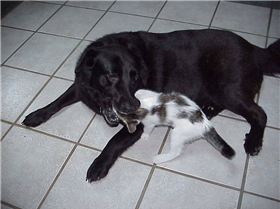 Samba eating the cat (not really)