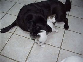 Samba eating the cat (not really)