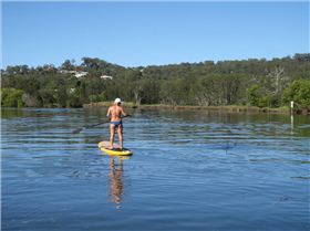 Currumbin Estuary Dolphins