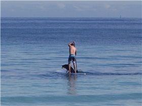 Teaching Kelpies to SUP