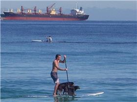 Teaching Kelpies to SUP