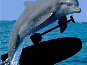Dolphin  standup paddler