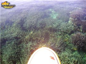 Cruising over coral on a SUP