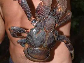 coconut crab on man