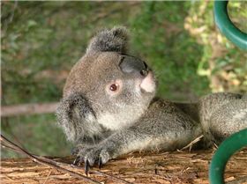 bush fire 0ct0ber 09 214