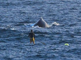 Casso and the Humpback