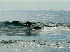 SPSC Palm Beach event