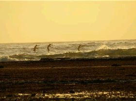 3 men long paddle (Small)