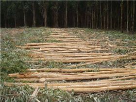 BLUE GUM HARVEST 026 (Small)