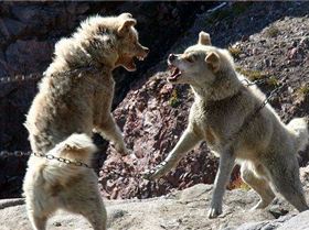 338880503 9592d1da4d