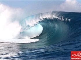 A gaping Sapinus barrel