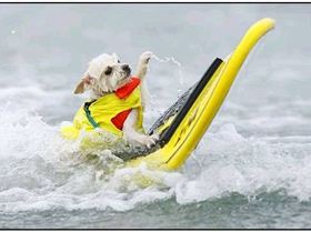 Surf-Dog-Surf-A-Thon-2