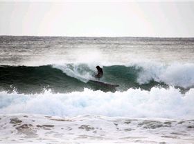 Sunday, July Warrie Wood