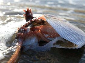 Nautilus 2010 04 14 Bastion Pt , Mallacoota