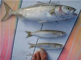 FISH KILL 004 (Small)