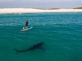 050411genshark1 16plqcq-16plqcs