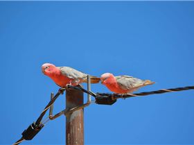 North West Adventures