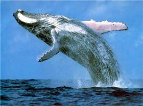 humpback whale.img assist custom