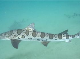 Leopard-Shark-008