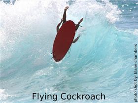 Flyng cockroach!