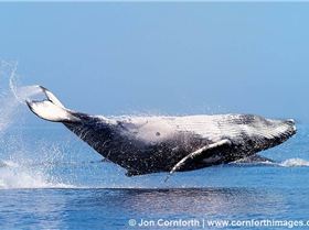 559710 10151471933559653 628809371 n