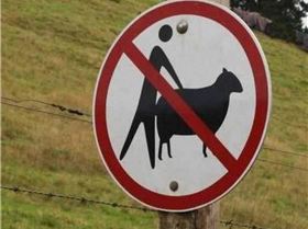 No sheep