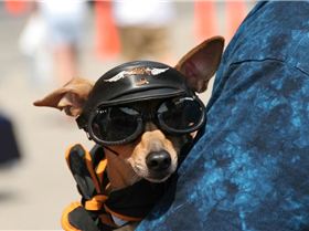 Dog at Myrtle Beach Bike Week Doggles and Harley-Davidson cap