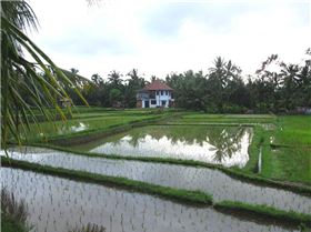 Ubud Rice Padi's 800