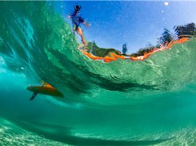 PAUL full board shot