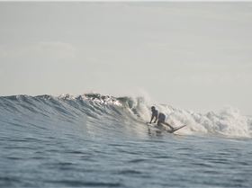 mfsprout 20131107 541