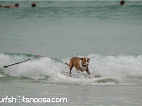 Dog Surfing-3
