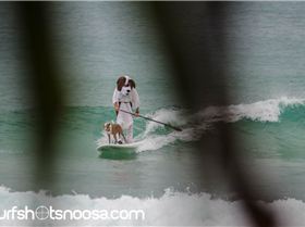 Dog Surfing