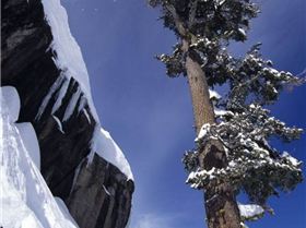 Chuck-P-Conice-2-tree-Master-682x1024