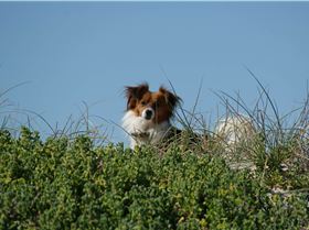 suplishis winter day august 201414